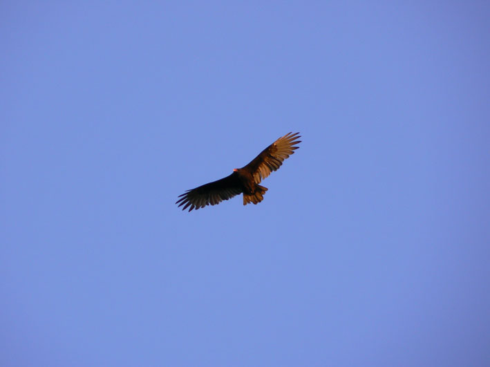 bird