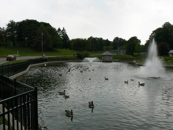 marreocanard